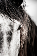 Close-up portrait of a gray horse's face and mane with eye detail in high-contrast black and white © PIC by Femke