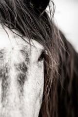 Close-up portrait of a gray horse with long dark mane falling over its face, detailed eye and textured coat © PIC by Femke
