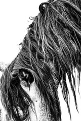 Black and white close-up portrait of a horse with long wet mane covering its face and a visible ear © PIC by Femke