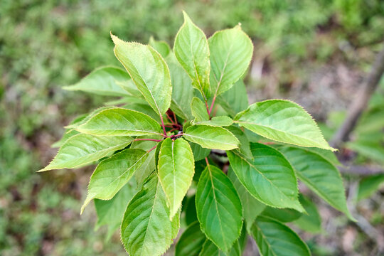 Foliage of young sour cherry tree branch with vibrant green serrated leaves on reddish twigs close up, Prunus cerasus plant growing in orchard garden daytime