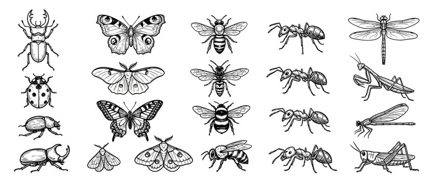 Collection of diverse insects isolated on transparent background
