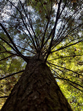 Forest Bathing in the Bankhead National Forest 