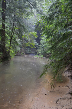 Forest Bathing in the Bankhead National Forest 