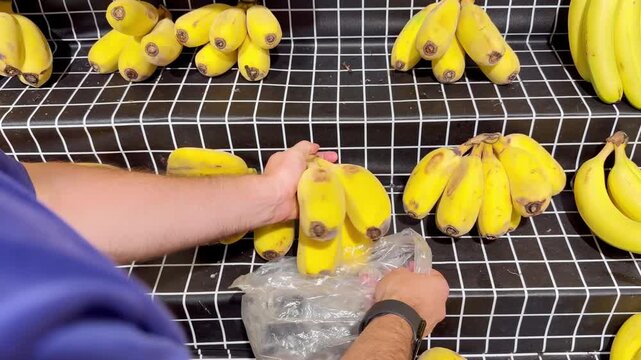 Fresh Banana Varieties in Supermarket Fruit Section &ndash; Baby and Plantain Bananas on Display
