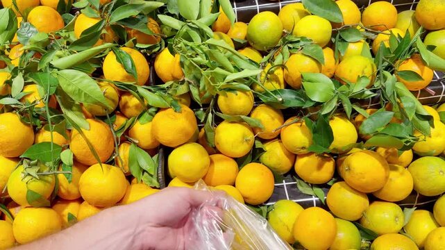 Fresh Mandarin Oranges with Green Leaves Displayed at Supermarket &ndash; Customer Packing Branch