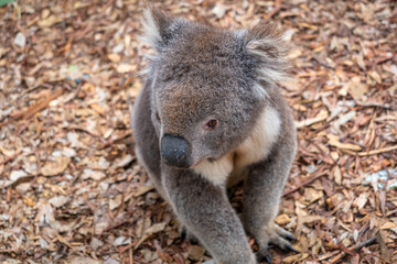Obraz premium Koala sitting on a bed of dry leaves on Kangaroo Island
