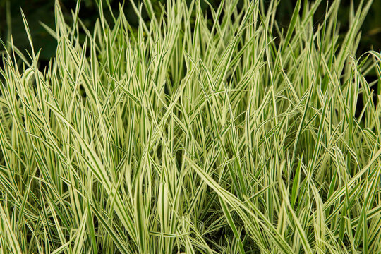 Honiggras - Holcus mollis 'Albovariegatus'