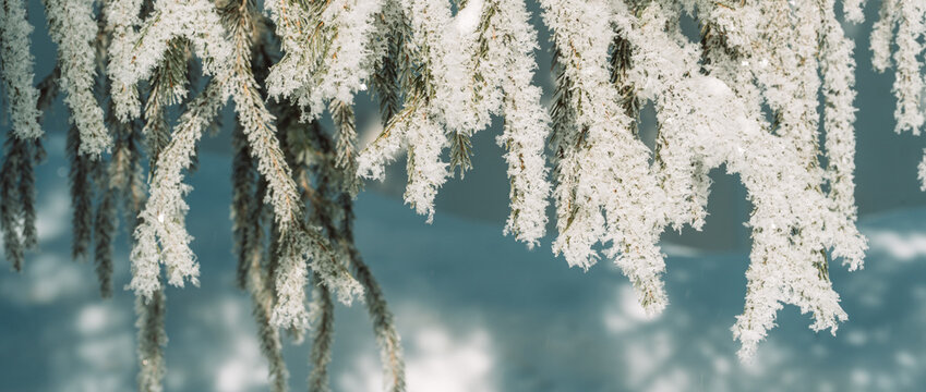 Frosted evergreen branches hanging over soft snowy background, festive winter banner.