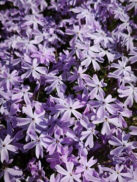 Close up of violet creeping phlox blossoms. Detailed spring floral texture background