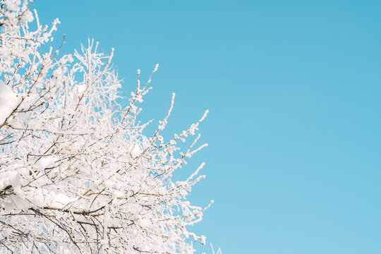 Frosted branches against blue sky, natural Christmas greeting background with copy space.