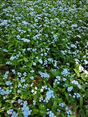 Fototapeta premium Dense patch of blue forget me not flowers. Small spring blossoms and green leaves covering the ground