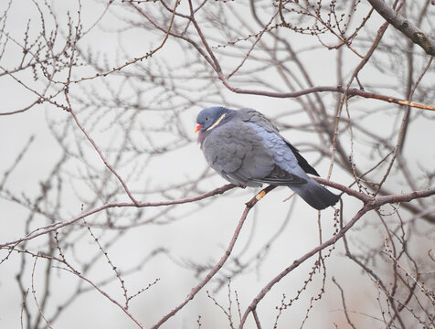 Wood Pigeon (Columba palumbus) resting on a branch in cold winter fog