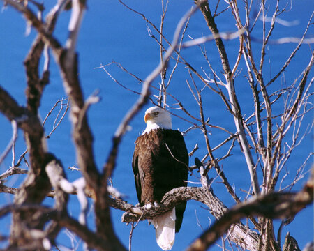 A bald eagle