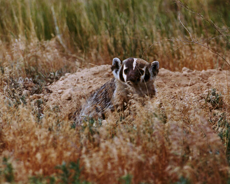 American Badger Emerges from Burrow 
