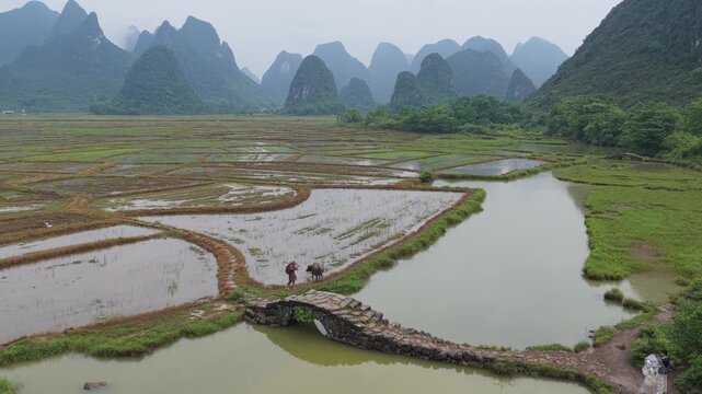Aerial view of Guilin rice paddies with a stone bridge, water buffalo, and a person in the karst landscape of Guilin, Guangxi, China.
