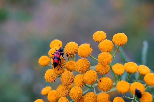 An abscess beetle sits on a flower.