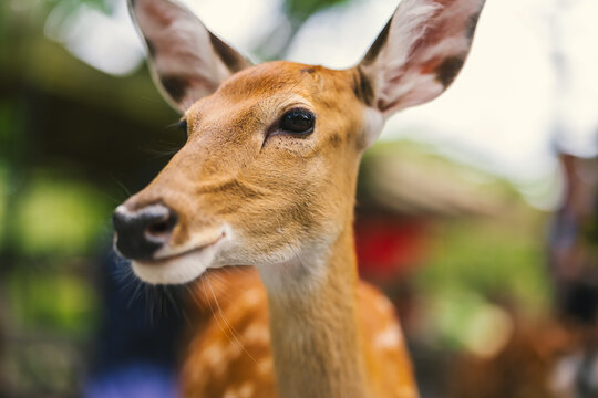 close-up portrait of spotted deer