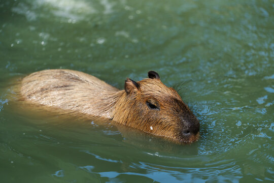 capybara swimming in pond