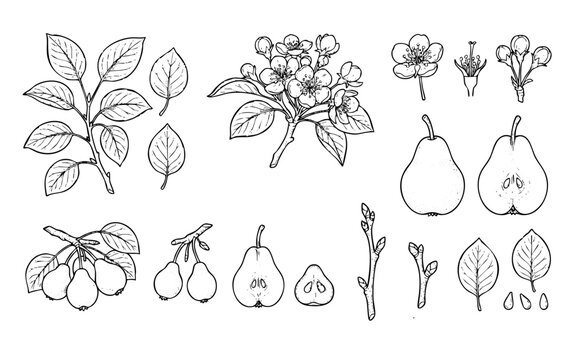 Pear botanical line art vector set with fruits, flowers, branch, leaves, half cut pear, and seeds