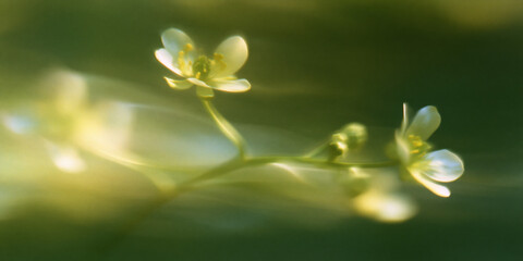 Dreamy soft focus macro photograph of delicate white wildflowers against a smooth green background
