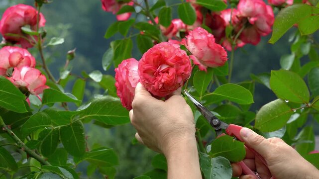 Gardeners hands prune with pruner shears withered rose buds from bush in summer garden. Trimming plant with secateurs. Flower care