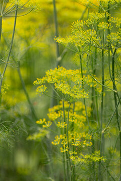 The dill umbels are blooming in the garden.