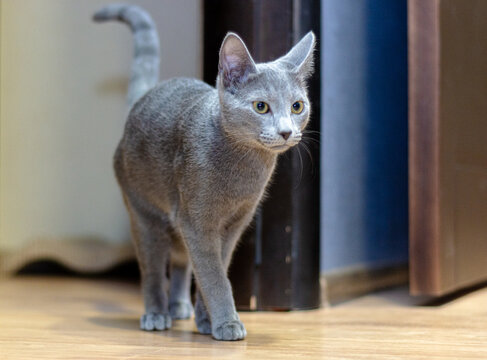 Russian Blue Cat Walking Gracefully on Wooden Floor Indoors, Young Grey Kitten Exploring Home
