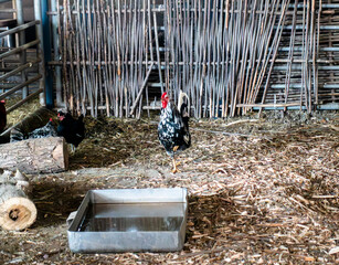 Speckled Black and White Rooster Standing Proudly in a Rustic Barnyard Chicken Coop © dizfoto1973