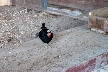 Black Polish Crested Hen Walking on Dusty Wooden Ramp Inside Countryside Barn Coop © dizfoto1973