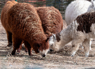 Naklejka premium Fluffy Brown and White Alpacas Feeding on Dry Hay and Branches on a Farm