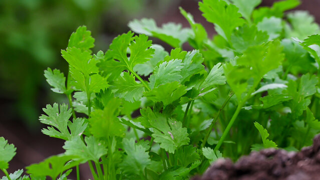 Fresh coriander in greenhouse Vegetables. Bright Cilantro Leaves Close-Up Perfect for Garnishing and Flavor
