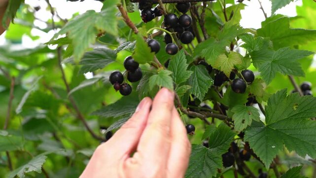 Farmers hands pluck ripe black currant in summer garden. Harvesting berries. Gardening agriculture. Crop. Food