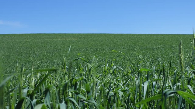Young Common Wheat (Triticum aestivum) Ears Waving in the Wind on a Bright Sunny Day in June