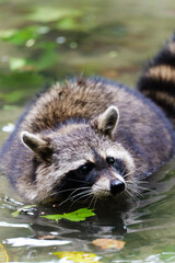 A raccoon swimming in water, front view © Yf