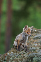 Fototapeta premium Small cute red fox cub Vulpes vulpes sitting on a mossy rock in a forest with a blurred green trees background