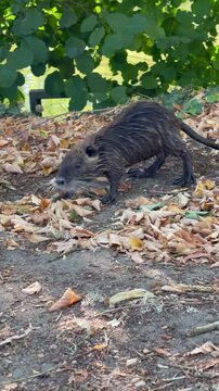 Young nutria (coypu) exploring the riverbank in dry leaves