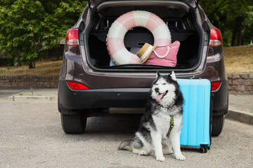 Siberian husky dog sitting next to an open car trunk packed with summer vacation travel items © Pixel-Shot