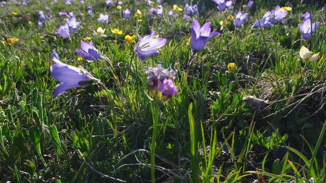 Purple alpine bells in the wind in the mountains, Elbrus
