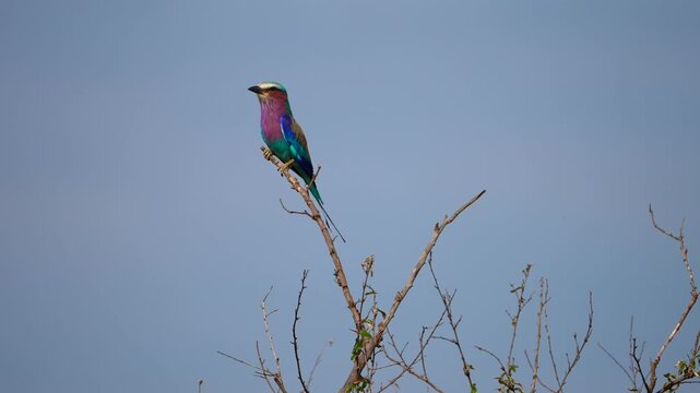 closeup shot of african bird lilac breasted roller on the tree with plain background