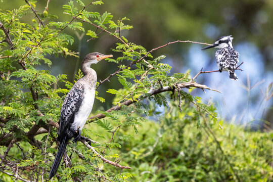 An immature long-tailed cormorant, microcarbo africanus, perched on and acacia tree above the Kazinga Channel, Lake Edward, Uganda. An African pied kingfisher can be seen in the background.