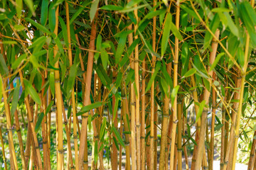 Obraz premium Flachrohr-Bambus - Phyllostachys f. aurenocaulis