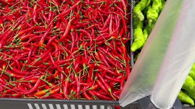 Fresh Bell Peppers and Chili Pepper Varieties in Supermarket Fruit and Vegetable Section &ndash; Sweet and Hot Peppers on Display