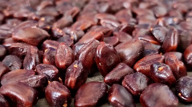 Closeup of fresh brown tamarind seeds piled.  Tamarind seeds are effective for relieving dry eyes, lowering cholesterol, aiding digestion, and serving as a natural wastewater purifier