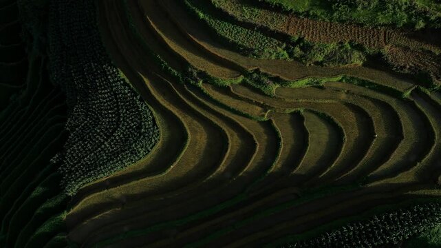 Layered rice terraces hugging Vietnam hillside, late afternoon shadow and light creating moody dark view, aerial drone lift.