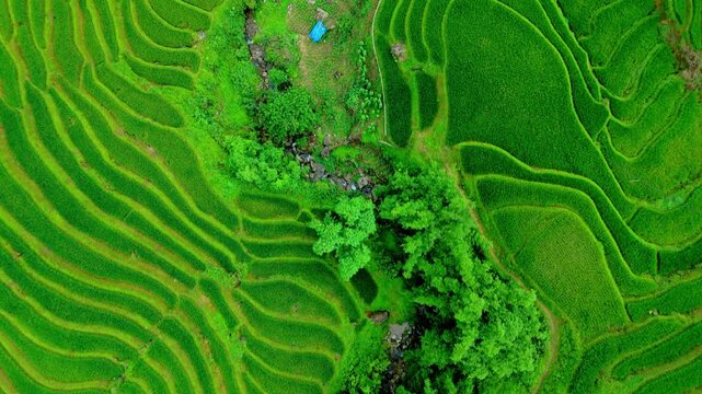 Layered vivid rice terraces hugging Vietnam hillside, Patterns of fields in remote hillside hug the hills following a natural stream. Aerial birds eye flyover Sapa.