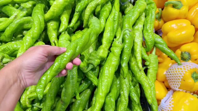 Fresh Bell Peppers and Chili Pepper Varieties in Supermarket Fruit and Vegetable Section &ndash; Sweet and Hot Peppers on Display