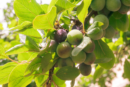 Vertical close-up of green and dark purple plums clustered on a branch with bright green leaves. Natural sunlight and soft bokeh emphasize the fresh summer garden fruit.
