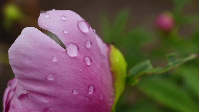 Raindrops Resting on the Soft Pink Petals of Chinese Peony (Paeonia lactiflora) After a Spring Rain
