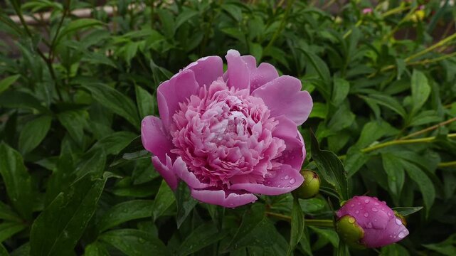 Chinese Peony (Paeonia lactiflora) Blooming in a Rural Home Garden, Delicate Petals Swaying Gently in the Spring Breeze