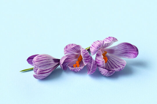 Beautiful purple crocus flowers on blue background